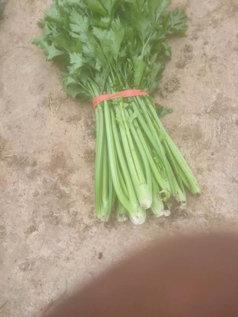 种植芹菜辣椒有需要联系