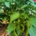 种植芹菜辣椒有需要联系