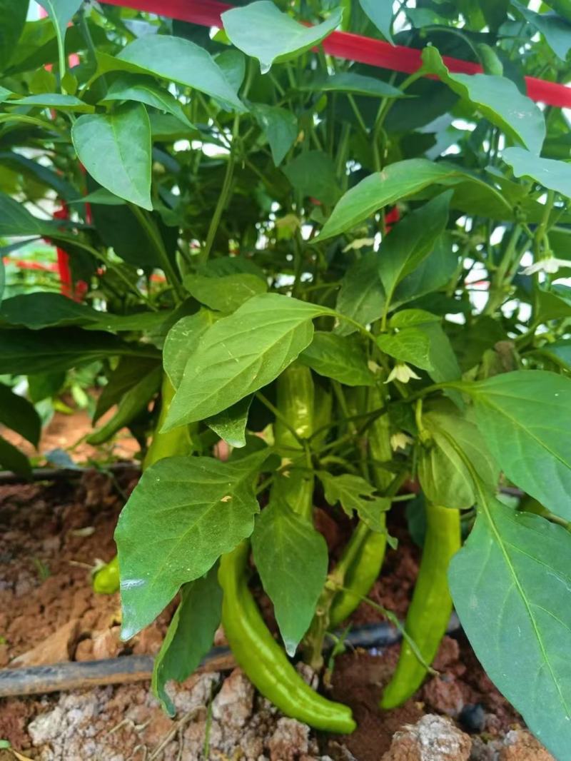 种植芹菜辣椒有需要联系