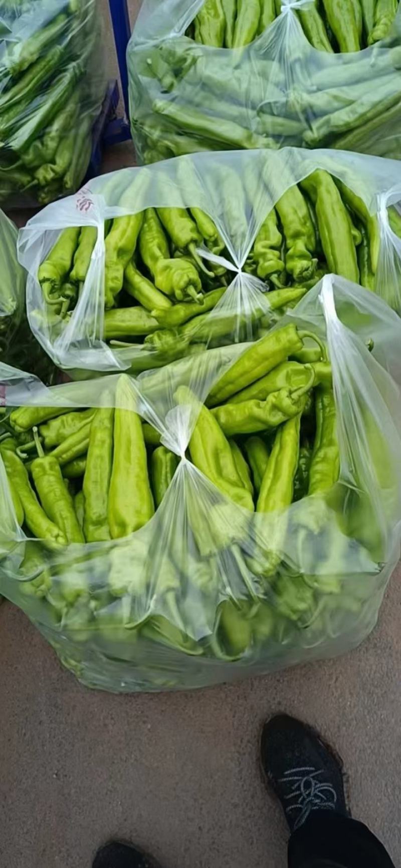 种植芹菜辣椒有需要联系