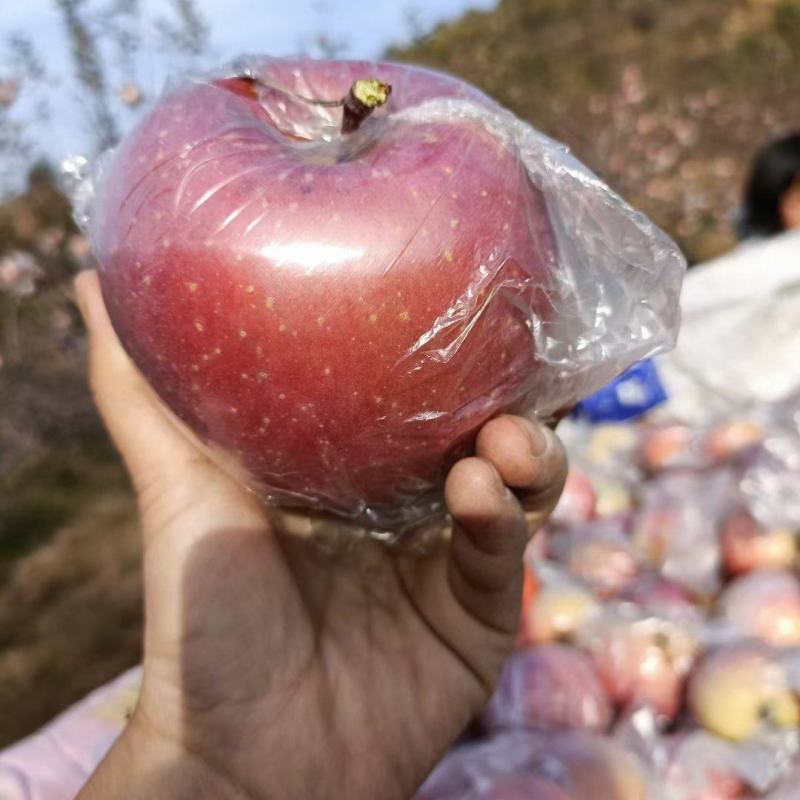 大山上的霜降以后红富士苹果