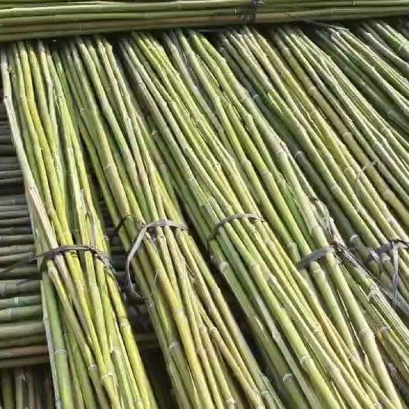 大量金竹现货出售，质量杠杠的，诚信经营:::::::