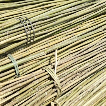 大量金竹现货出售，质量杠杠的，诚信经营:::::::