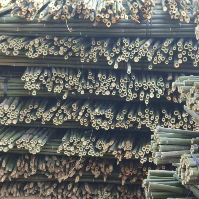 大量金竹现货出售，质量杠杠的，诚信经营:::::::