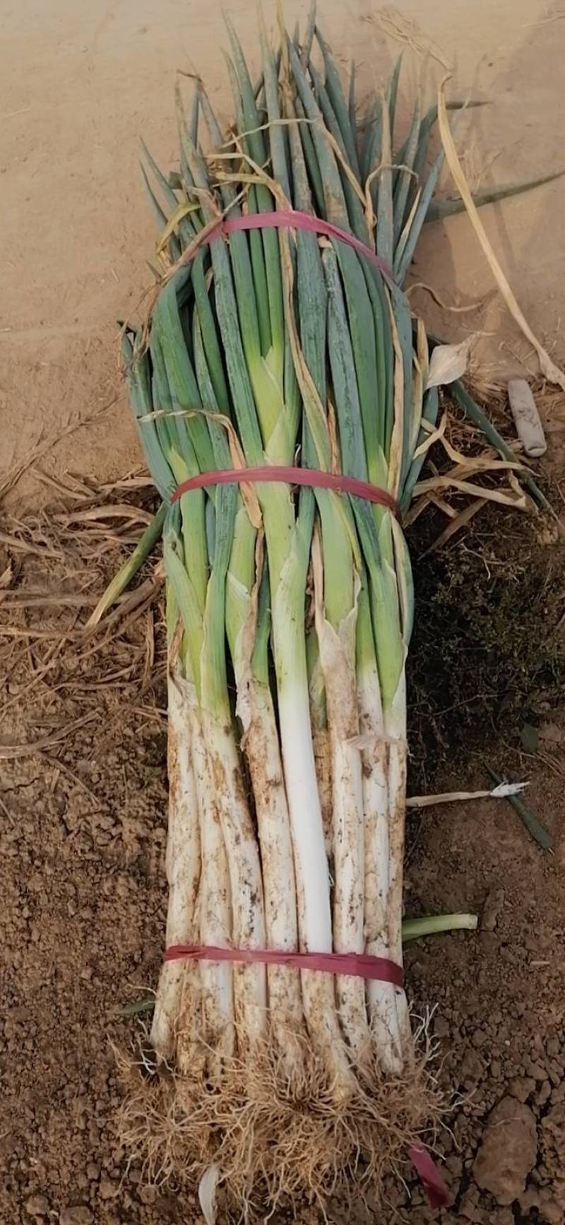 长白大葱，手选葱，五指葱，一手货，产地发货，视频看货