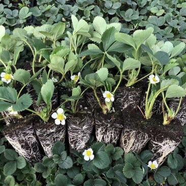 红颜草莓苗脱毒章姬秒玉品种齐全，量大从优
