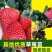 红颜草莓苗脱毒章姬秒玉品种齐全，量大从优
