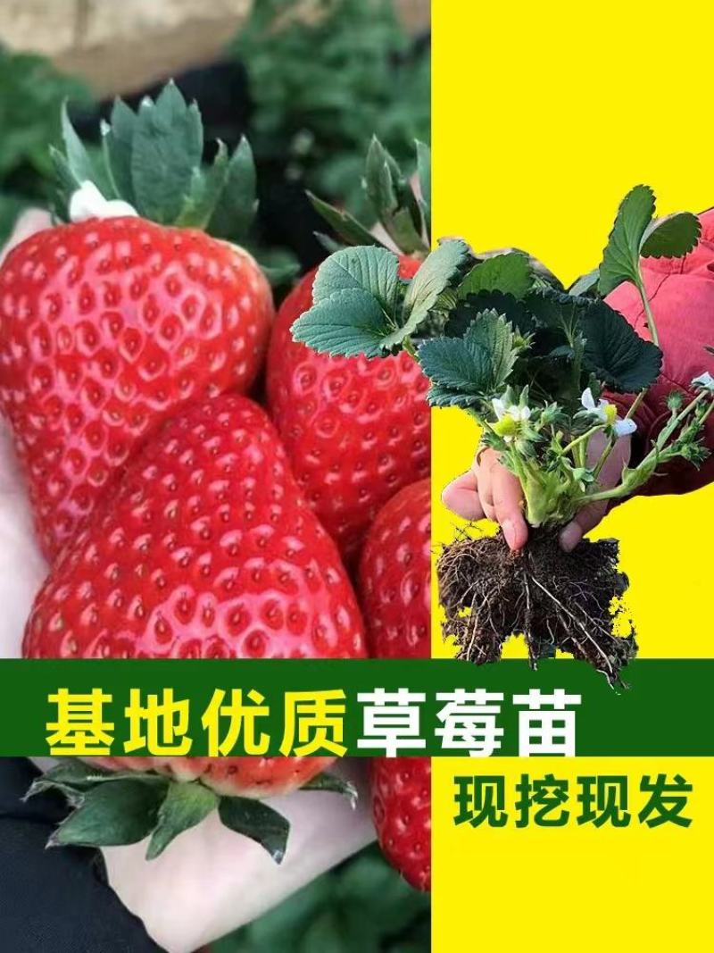 红颜草莓苗脱毒章姬秒玉品种齐全，量大从优