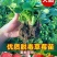 红颜草莓苗脱毒章姬秒玉品种齐全，量大从优