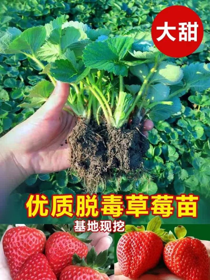 红颜草莓苗脱毒章姬秒玉品种齐全，量大从优