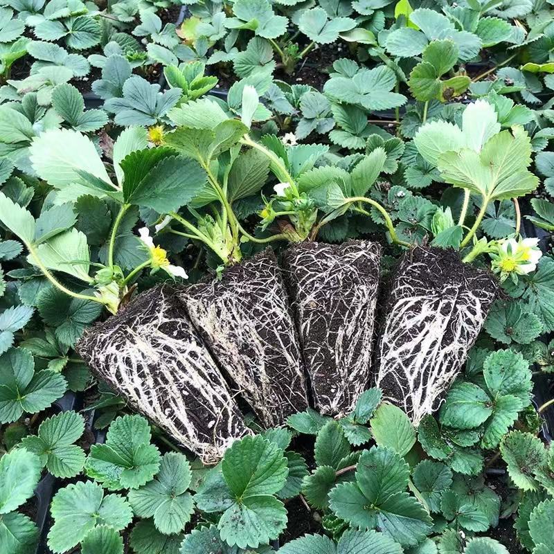 红颜草莓苗脱毒章姬秒玉品种齐全，量大从优