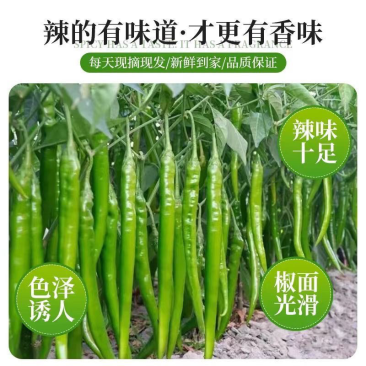 热门中山东费县秋延迟线椒大量上市欢迎咨询