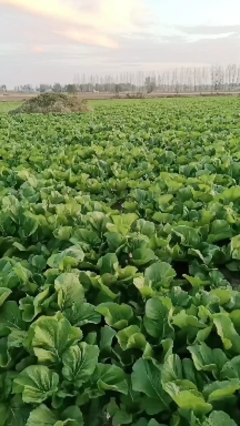 自有种植千亩梅菜，梅菜干，梅干菜，干梅菜，腌制梅菜等