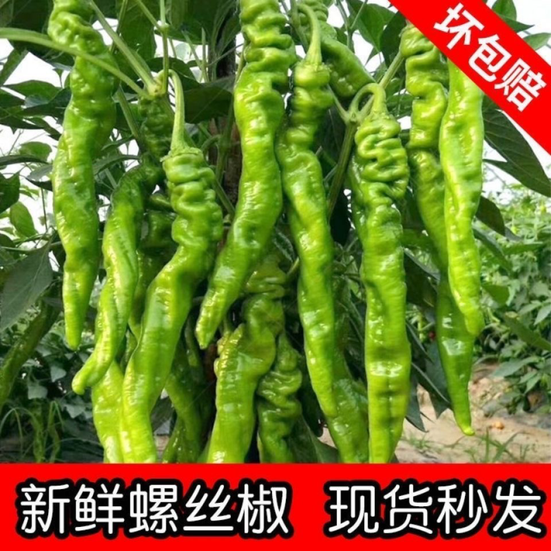 精品螺丝椒，山东费县秋延迟万亩螺丝椒，龙椒原产地