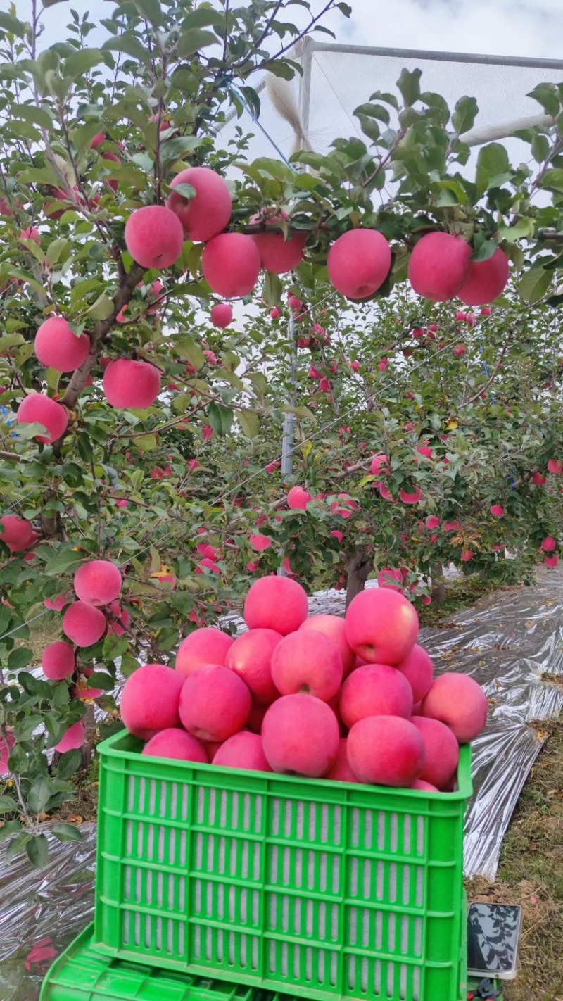 甘肃高原红富士，香甜多汁，甜脆可口，汁水四溢，个头大！
