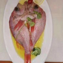 红石斑鱼（蒜瓣肉质，色泽明艳）