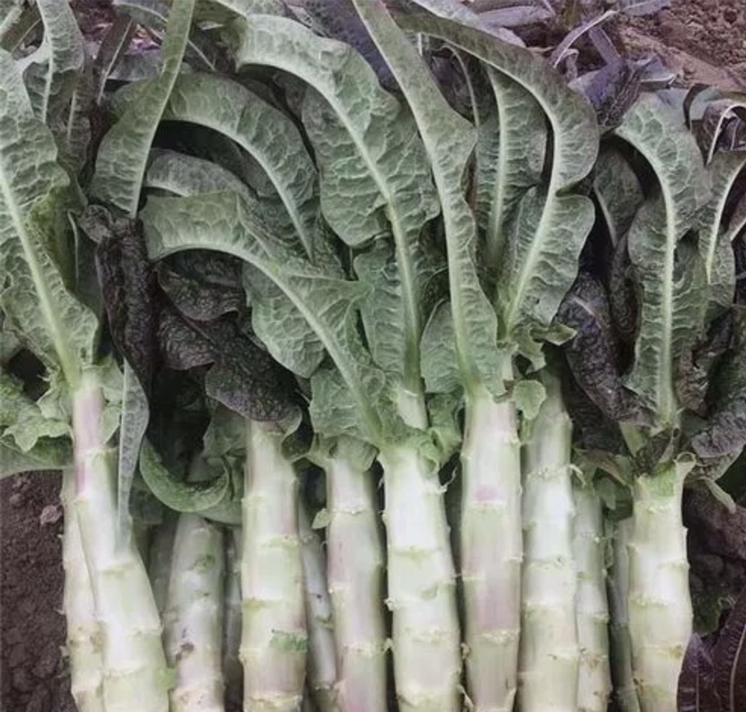 蔊菜植株特写：茎直立带紫色，基生叶羽状深裂，上部叶无柄披针形，角果细长呈线形，果梗斜向上伸展