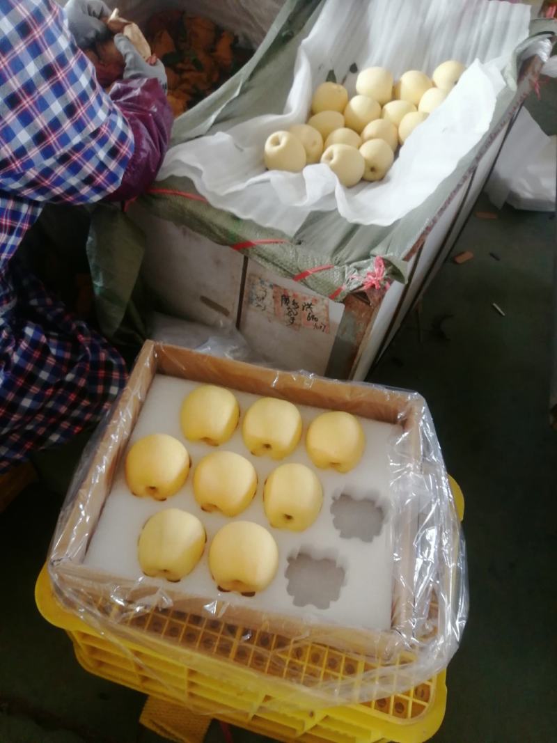 山东威海维纳斯苹果主产大量上市，采摘，分装分拣装车一条龙