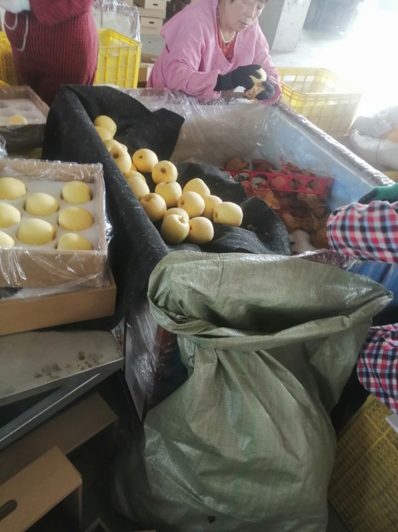 山东威海维纳斯苹果主产大量上市，采摘，分装分拣装车一条龙