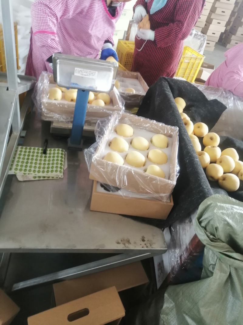 山东威海维纳斯苹果主产大量上市，采摘，分装分拣装车一条龙