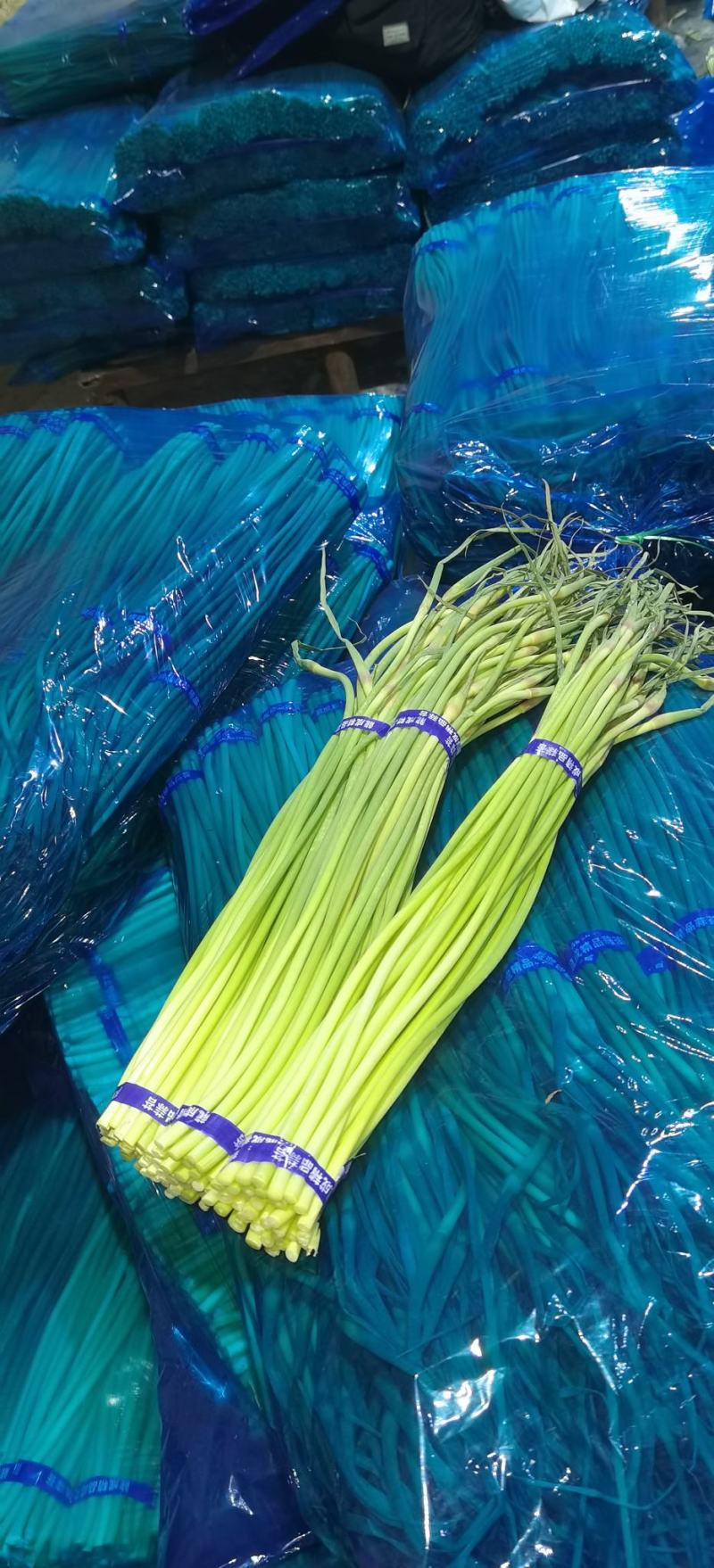 金乡蒜苔红帽蒜苔冷库代发代加工货源充足