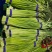 金乡蒜苔红帽蒜苔冷库代发代加工货源充足