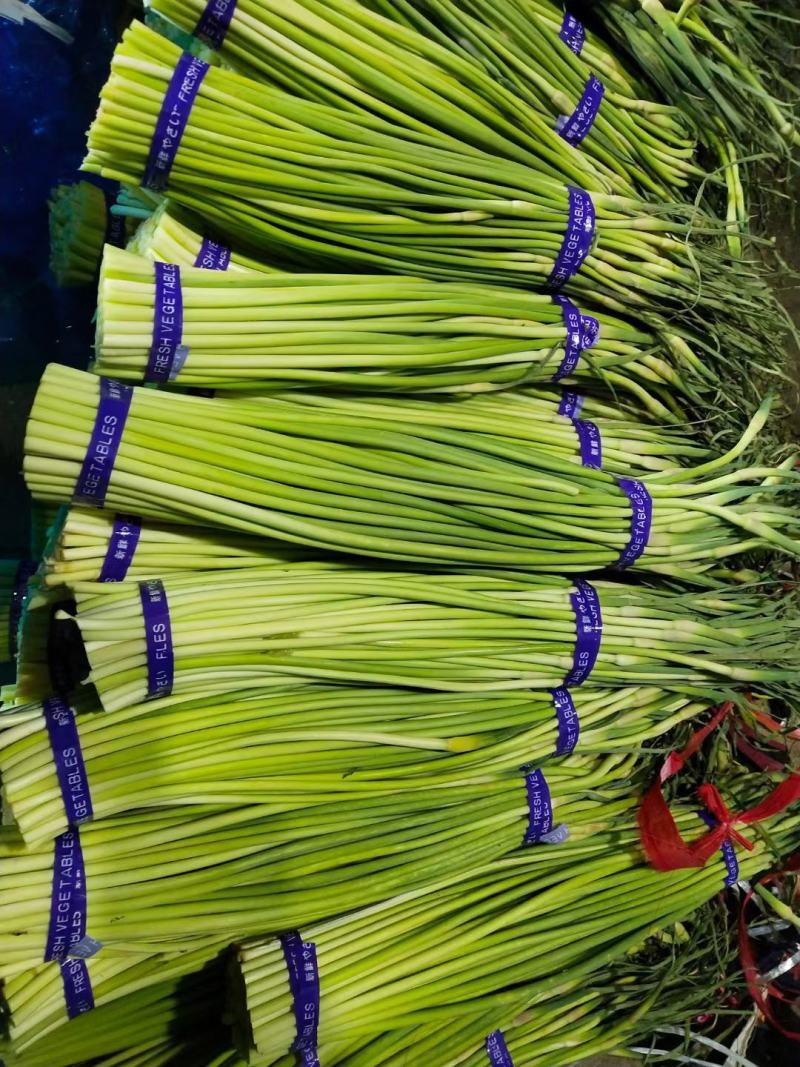 金乡蒜苔红帽蒜苔冷库代发代加工货源充足