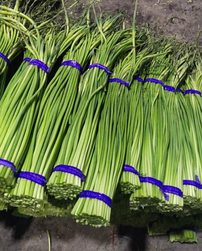 金乡蒜苔红帽蒜苔冷库代发代加工货源充足