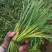 金乡蒜苔红帽蒜苔冷库代发代加工货源充足