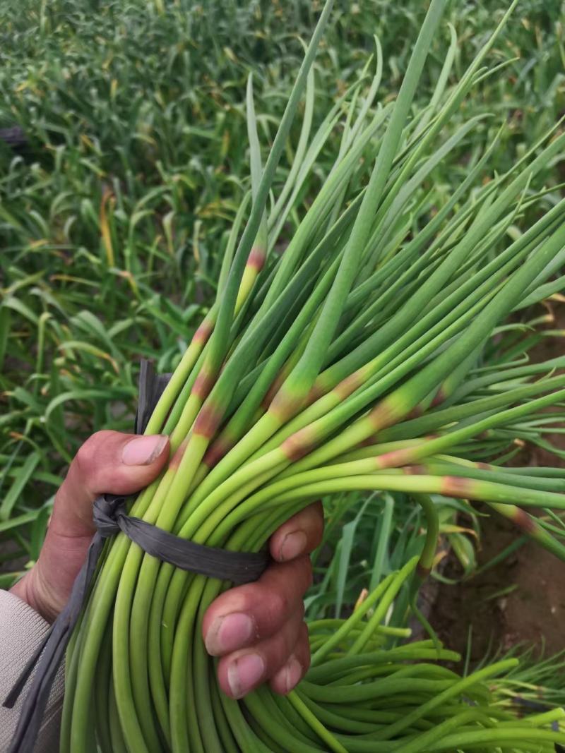 金乡蒜苔红帽蒜苔冷库代发代加工货源充足