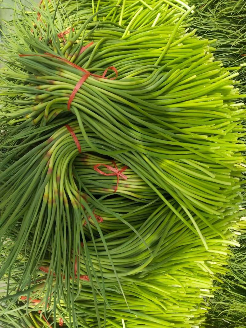 金乡蒜苔红帽蒜苔冷库代发代加工货源充足