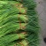 金乡蒜苔红帽蒜苔冷库代发代加工货源充足