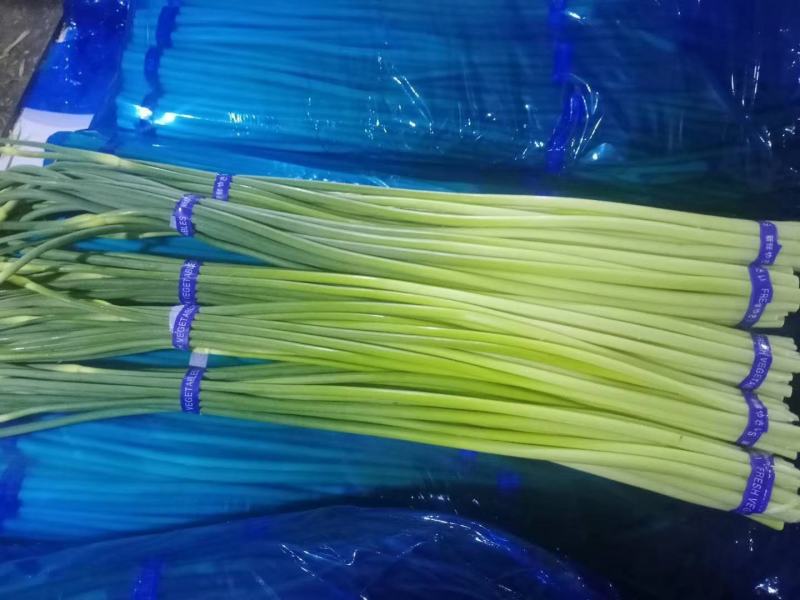 金乡蒜苔红帽蒜苔冷库代发代加工货源充足