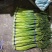 金乡蒜苔红帽蒜苔冷库代发代加工货源充足
