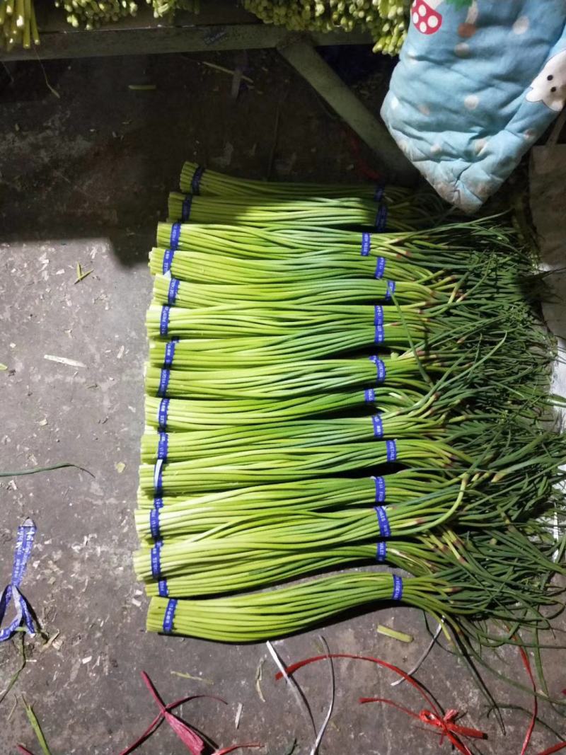 金乡蒜苔红帽蒜苔冷库代发代加工货源充足