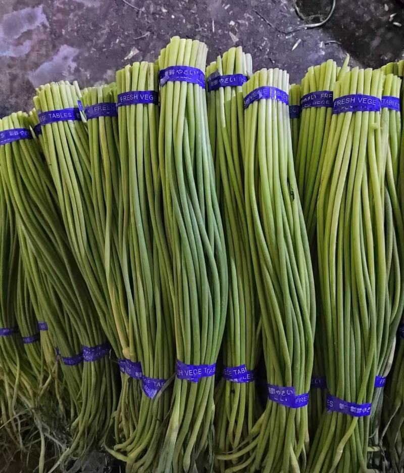 金乡蒜苔红帽蒜苔冷库代发代加工货源充足