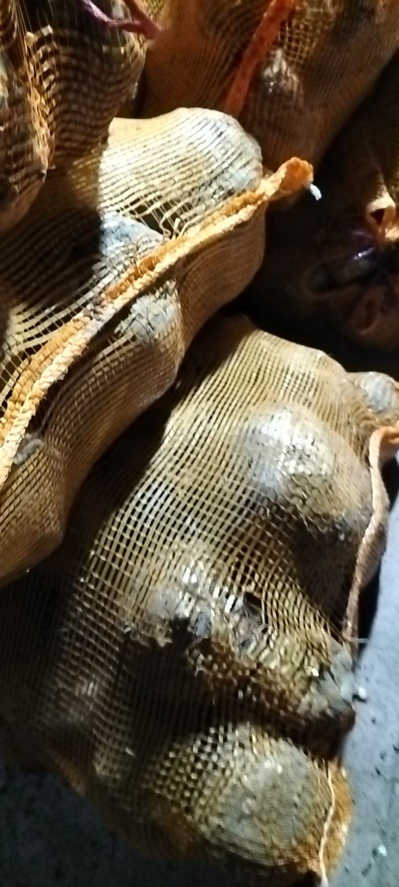 优质新鲜高山白魔芋产地直发