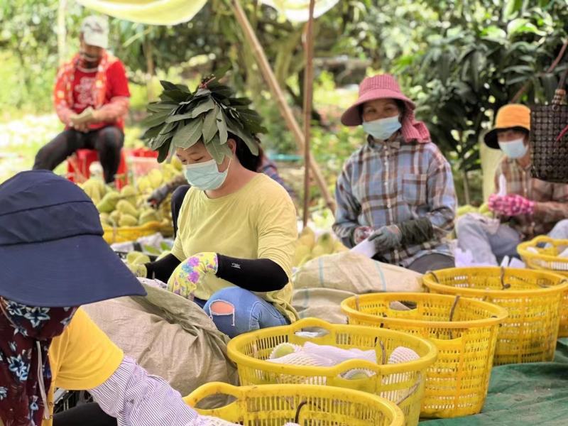大青芒【一件代发】对接电商/微商/直播平台/产地直供
