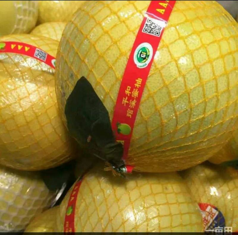 精品红心柚白心柚产地批发，大量上市，皮薄味甜，价格便宜。