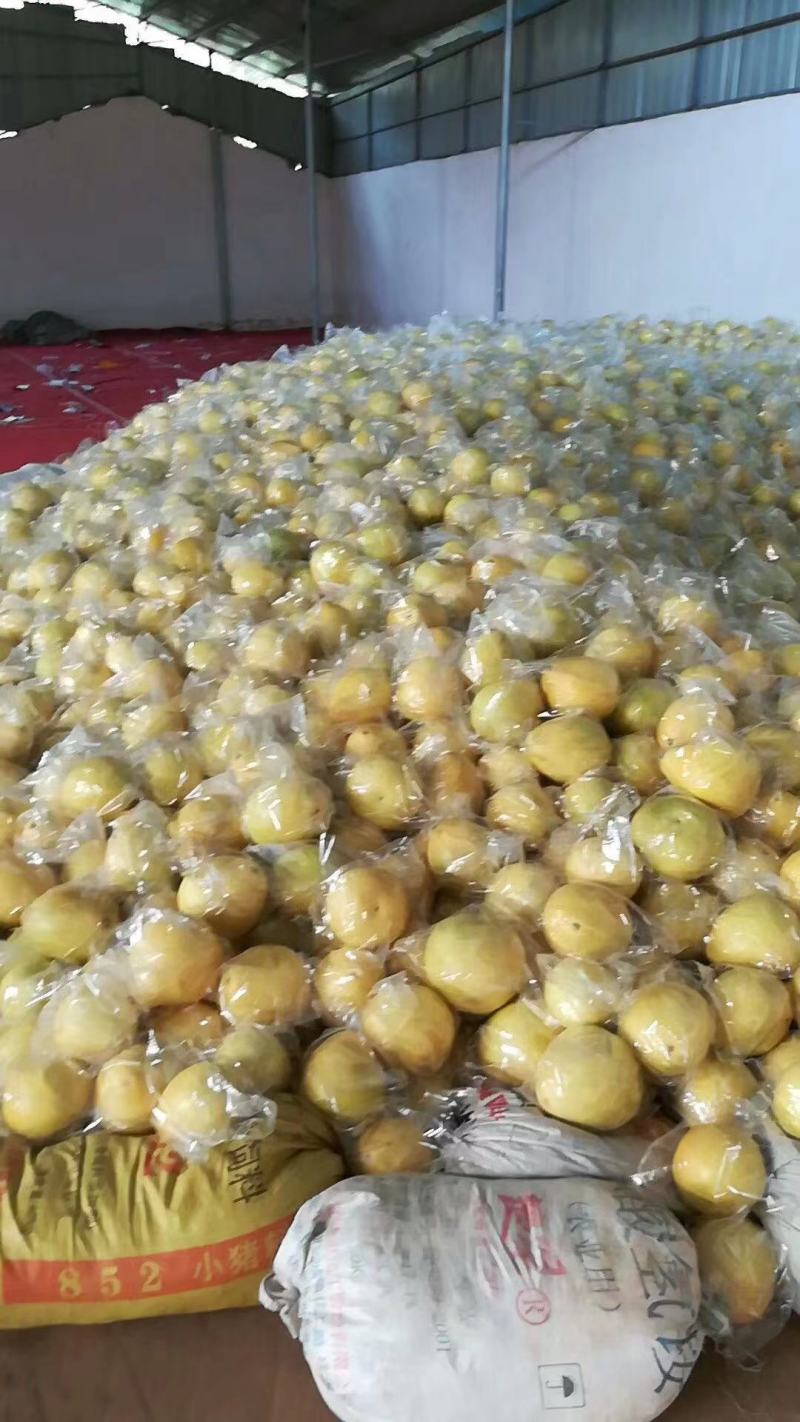 精品红心柚白心柚产地批发，大量上市，皮薄味甜，价格便宜。
