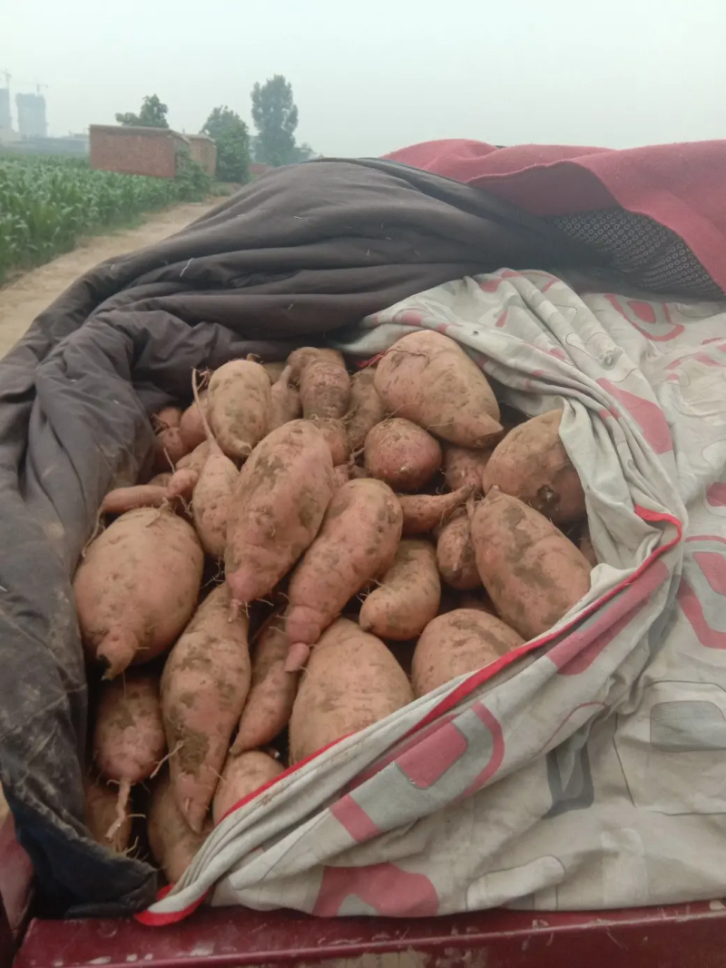 产地一手货源，质量好，耐储存