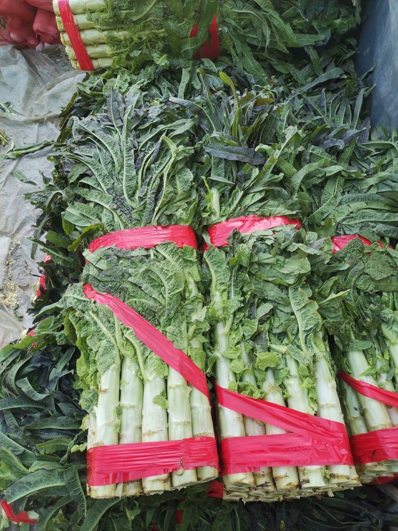 莴苣，红叶莴苣，万亩基地，随到随装，有专业队伍，一手货