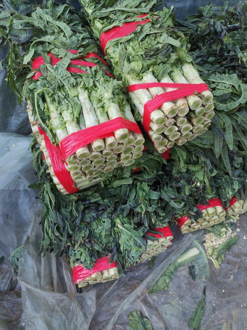 莴苣，红叶莴苣，万亩基地，随到随装，有专业队伍，一手货