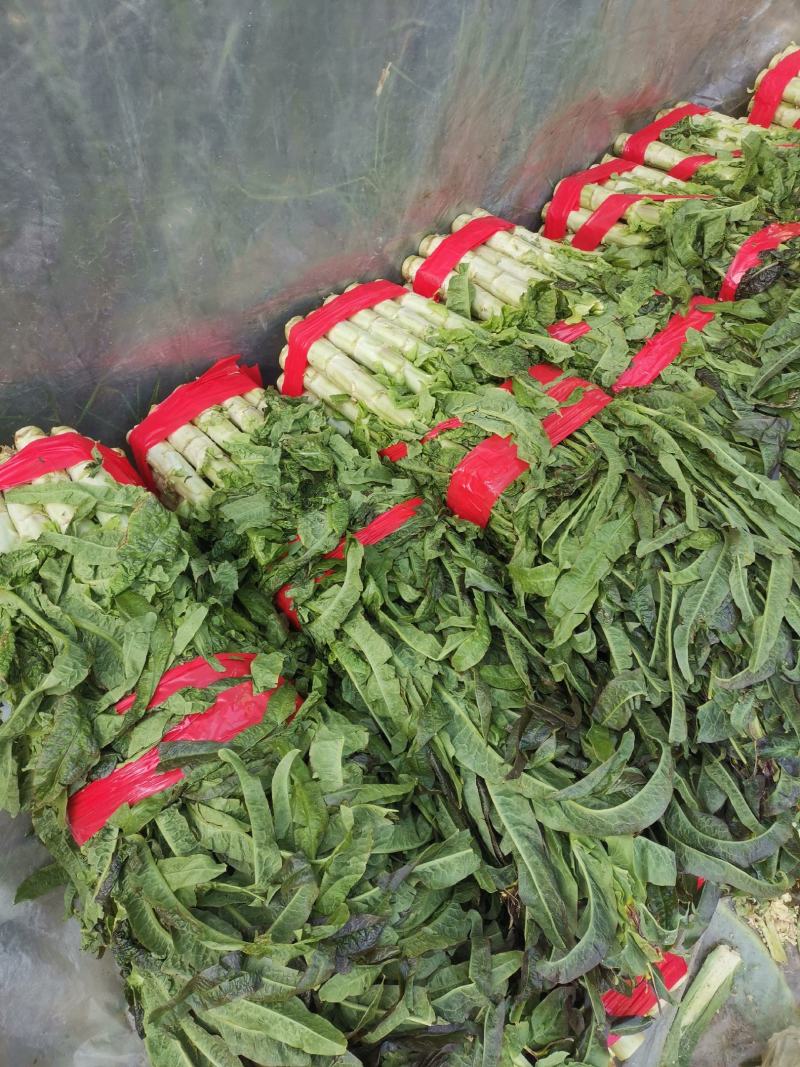 莴苣，红叶莴苣，万亩基地，随到随装，有专业队伍，一手货