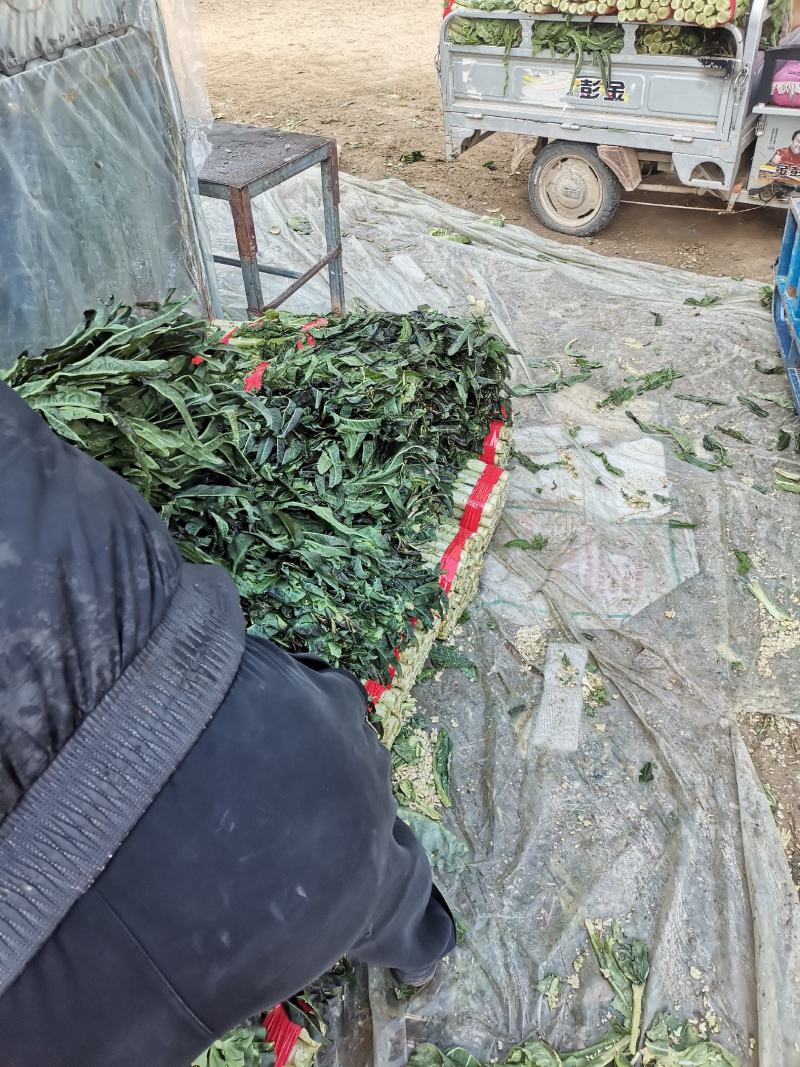 莴苣，红叶莴苣，万亩基地，随到随装，有专业队伍，一手货