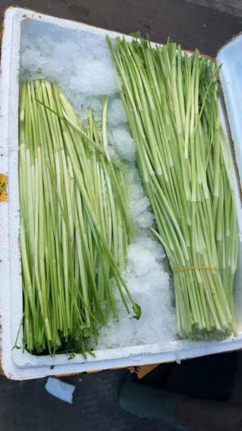 精品水芹菜可根据市场需要加工去根去叶净菜不接急单