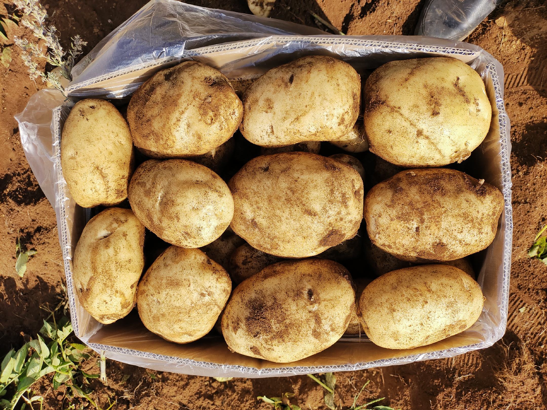 图片说明: 一锅正在蒸制中的新鲜土豆,表皮完整,保留了大部分营养成分 蒸锅中正在蒸熟的整颗土豆