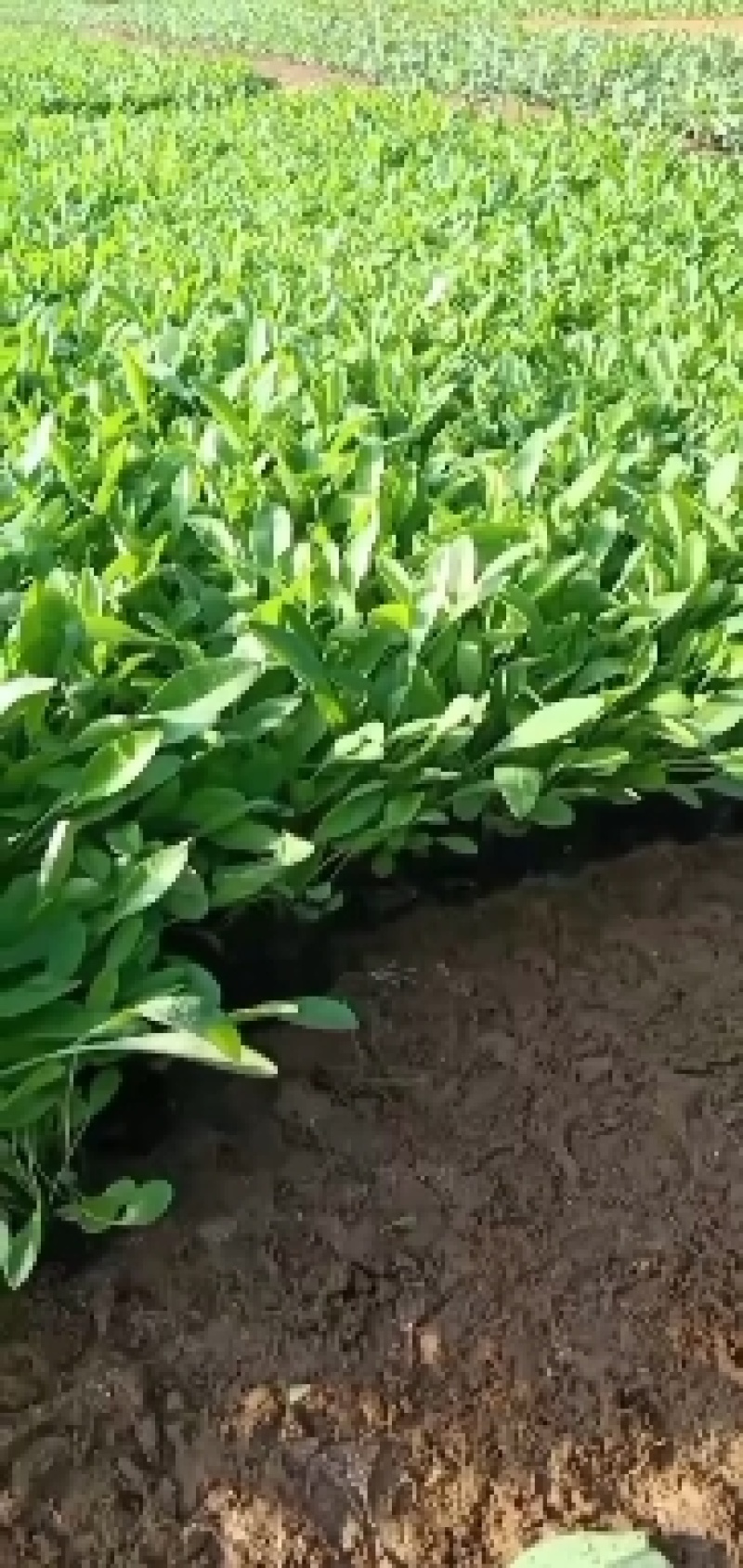 黄花金鸡菊大花金鸡菊金鸡菊杯苗公园花海大量现货
