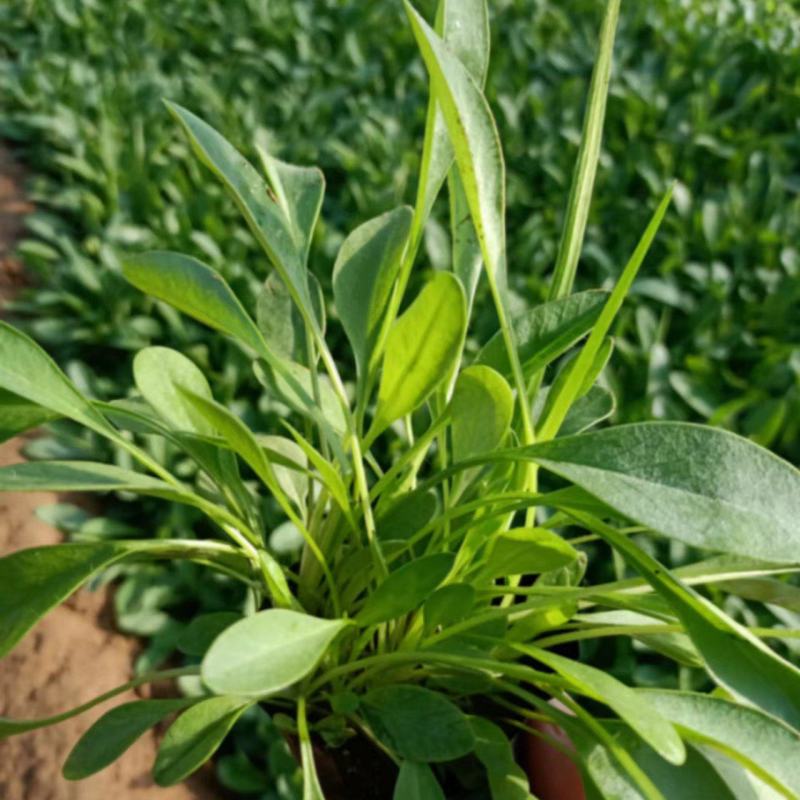 黄花金鸡菊大花金鸡菊金鸡菊杯苗公园花海大量现货