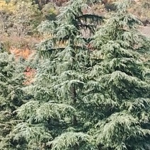 种植的雪松树，欢迎大家来采购